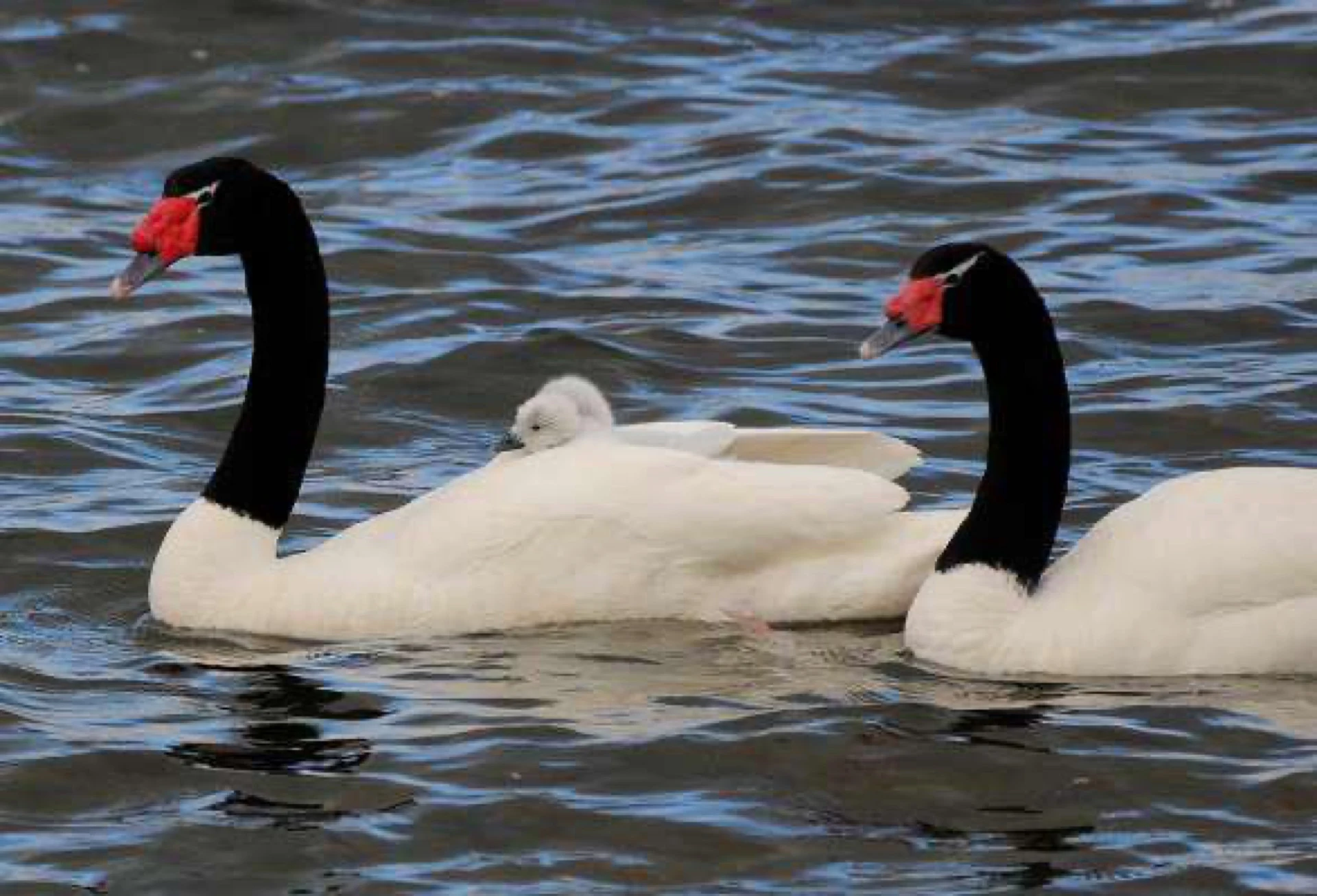 Cisnes de Cuello Negro