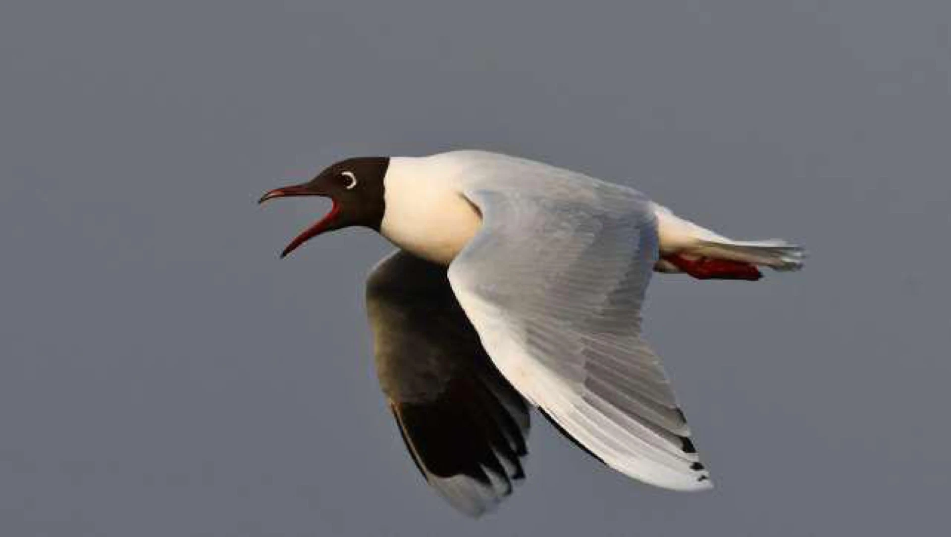 Avifauna Marina